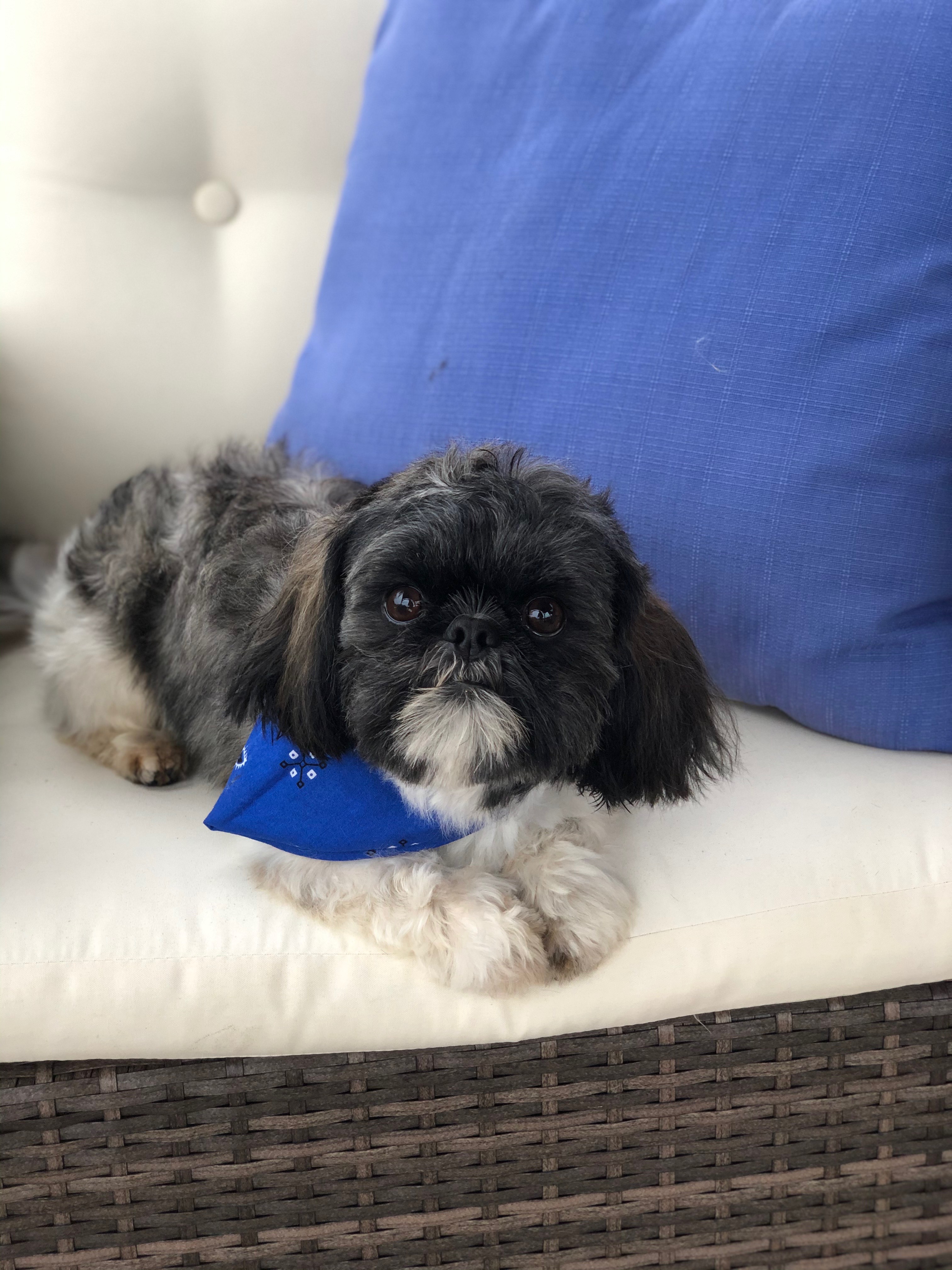 puppy, for, sale, Shih Tzu, Cheryl  Mack, dog, breeder, Ocala, FL, dog-breeder, puppy-for-sale, forsale, nearby, find, puppyfind, locator, puppylocator, aca